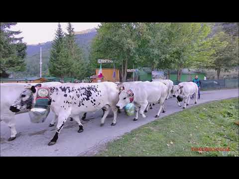 IL RITORNO DALL' ALPE : TRANSUMANZA A PONTECHIANALE IN VALLE VARAITA (CN) DOM. 11 - 9 - 2022.