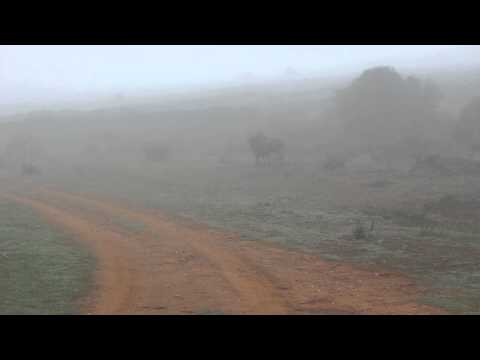 The Wildebeest - Jump Around - Misc Originals