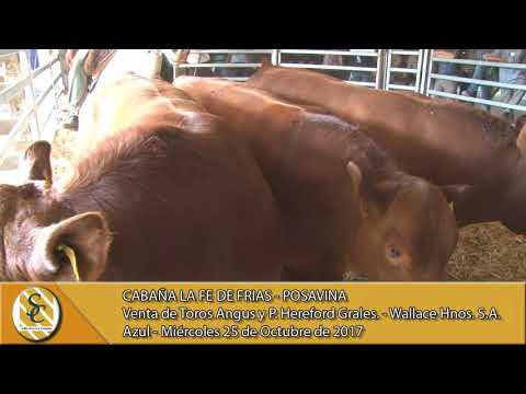 25-10-17 Venta de Toros Angus y Hereford Generales - Wallace Hnos. S.A. - Azul