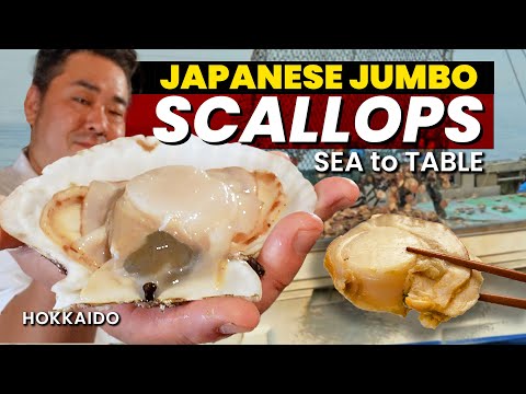 北海道珍寶扇貝 | 從海洋到餐桌 (Jumbo SCALLOPS from Hokkaido | Sea to Table)