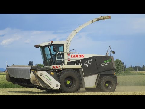 Claas Jaguar 900 Black - Trinciato triticale 2020
