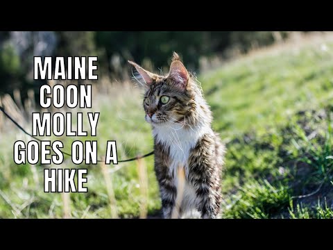 Maine Coon Molly Goes on a Hike