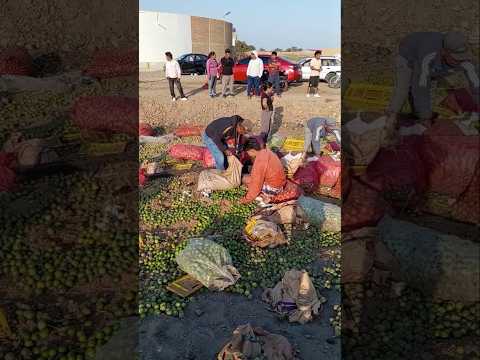 camión cargado de limón se voltea en pacasmayo - La Libertad