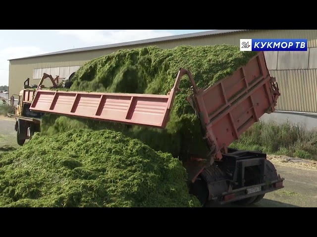 Успешная кормозаготовка – сытая зимовка