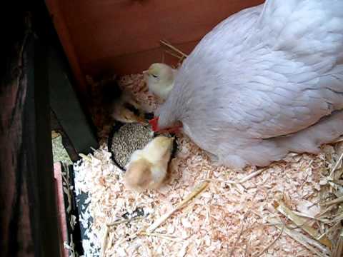 Cute Pekin Bantam Chicks