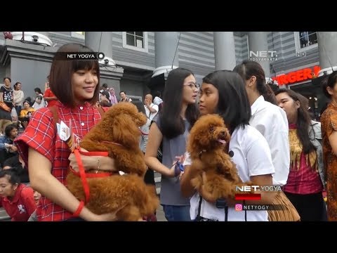 Lenggok Serasi, Anjing dan Pemiliknya !! -  NET YOGYA