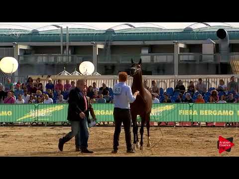 N.63 EKS AMIR - Bergamo 2018 - 4-7 Years Old Stallions (Class 9)