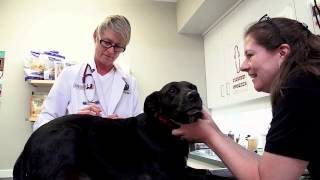 preview picture of video 'Pond Point Animal Hospital - Short | Milford, CT'