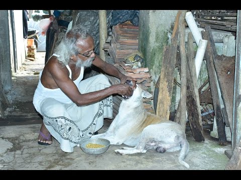 A Dog Loving Talk of 'Polo Seeya' - පෝලෝ සීයාගේ ‛බලු නොවන’ කතාවක්