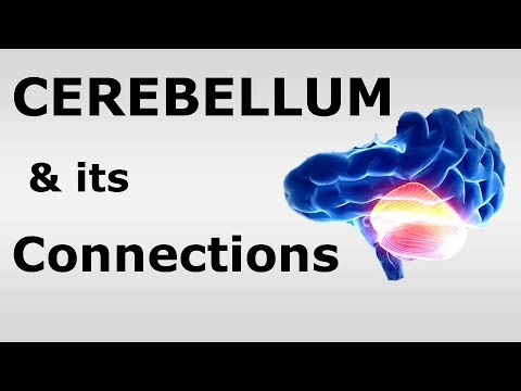 (Chp#06) CEREBELLUM & its Connections | Snell's NeuroAnatomy | Dr Asif Lectures