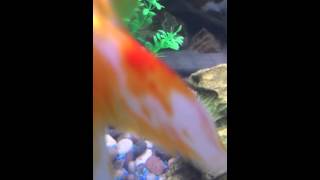 Download lagu Fluval Roma 200 litre mp3