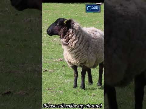 , title : 'Suffolk Sheep || Planet N Nature #shorts'
