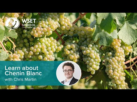 Learn about Chenin Blanc with Chris Martin DipWSET