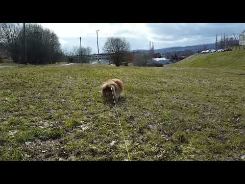 Shetland Sheepdog Training - Abgelenkte Vorladung