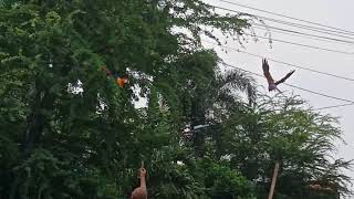 Download lagu burung Macaw lepas 😱 mp3