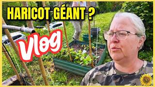 VLOG POTAGER : Sauvetage de mes semis moches & Plantation des haricots kilométriques ! 🌱 #maman
