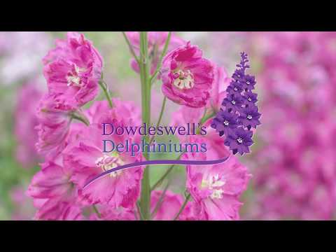 Dowdeswell's Delphiniums Tips for getting the best out of your first flowering