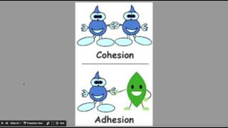 Properties of Water - Cohesion, Adhesion, High Specific Heat