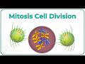 Mitosis Cell Division Animation Phases Of Mitosis Cell Cycle