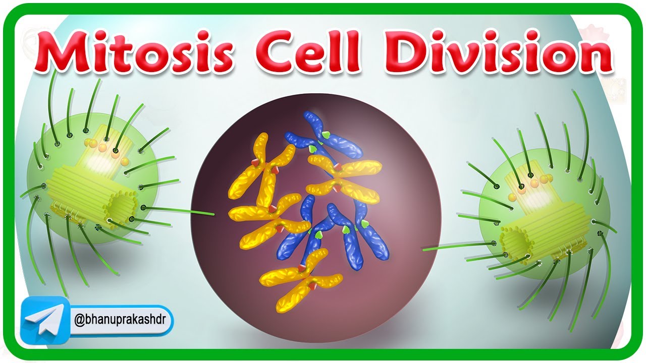 Mitosis Cell Division Animation | Phases of mitosis | Cell Cycle