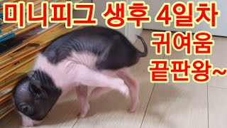미니피그(돼지) 럭키 생후 4일차 아주 건강합니다  동물농장 애완동물