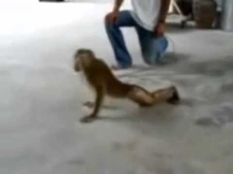 Buff monkey MsComedyCity