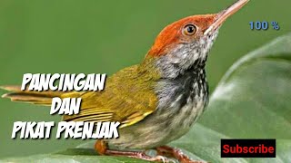 Download lagu Suara pikat perenjak liar | Kepala merah durasi pendek mp3