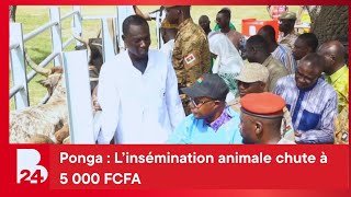 Ponga : L’insémination animale chute à 5 000 FCFA