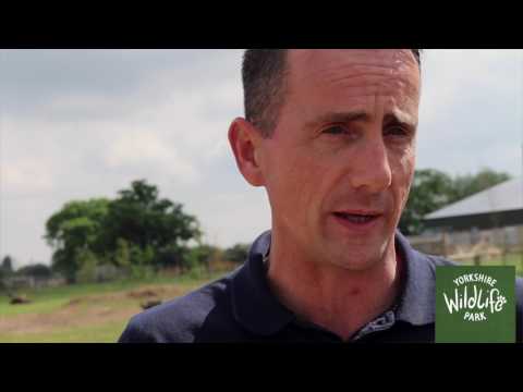 YWP Future Development Consultation (Full)