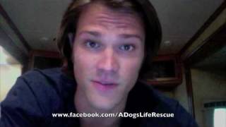 Jared Dog rescue Life