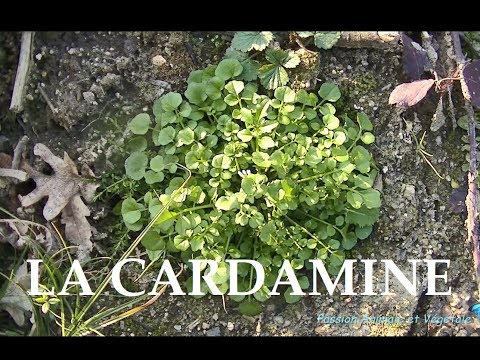Cardamine, an edible wild plant rich in vitamins A and C