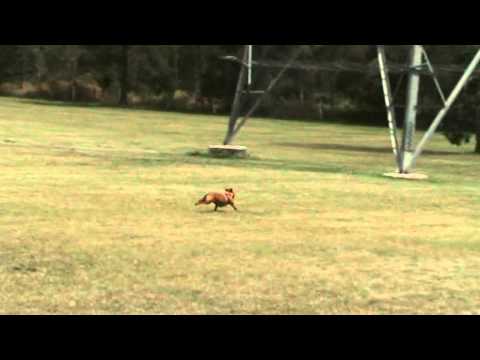 Lure racing 18-09-10 (8).MPG