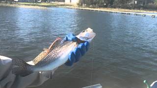 preview picture of video 'Jacksonville fishing; From WILD to MILD'