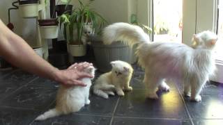 1 month baby Persian Chinchilla cats playing