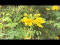 AZ Plant Reviews: Yellow Bird of Paradise (Caesalpinia mexicana)