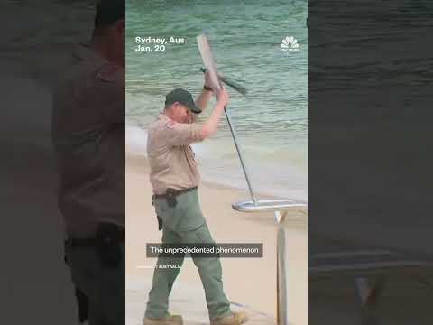 Australia closes dozens of beaches after shark attacks