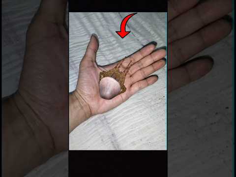 This Spider Looks Familiar   #spider #gagamba #animals #insects #bugs