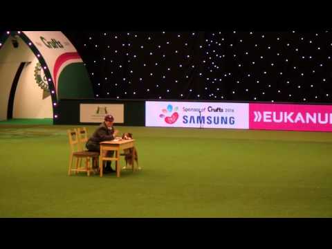 CRUFTS 2016 Back to School Heel Work To Music