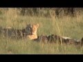 Lionesses Feed On Wildebeest Kill