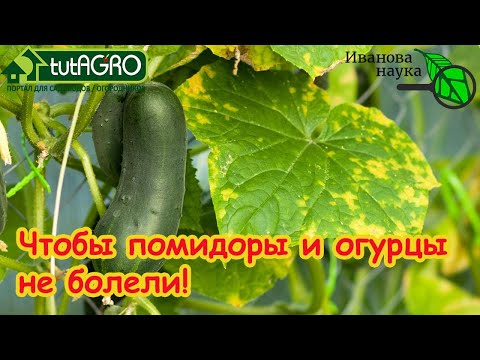 ИЗБАВЬТЕСЬ ОТ БОЛЕЗНЕЙ У РАССАДЫ и В ТЕПЛИЦЕ! Обеззараживание почвы! Вирусы - угроза урожаю!