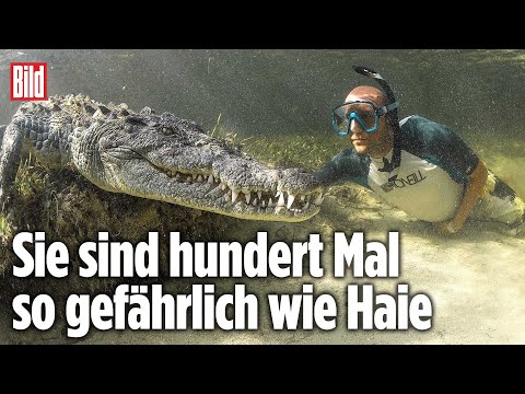 Er schwamm mit Killer-Krokodilen: BILD-Reporter in Gefahr | Mexiko
