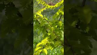 A Tree Too Weak To Stand (🎵Gordon Lightfoot)