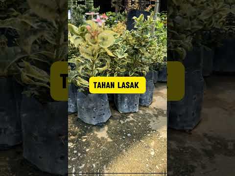 Beg Tanaman/ Poly Bag