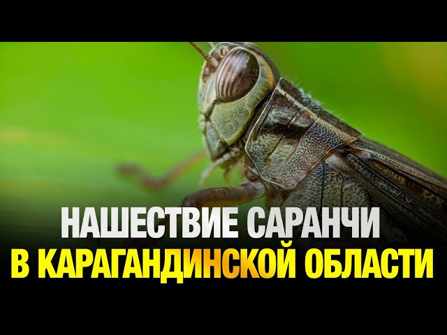 В Карагандинской области нашествие саранчи - комментарий МСХ