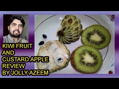 download lagu mp3 mp4 Shareefa Fruit Price, download lagu Shareefa Fruit Price gratis, unduh video klip Shareefa Fruit Price