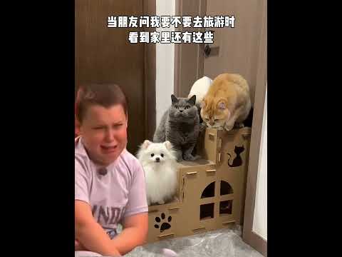 猫：&ldquo;不用管我，你知道的我出生没爹满月没娘！我也只能陪你十几年！&rdquo;#是宠物更是家人 #小猫咪能有什么坏心眼 #猫狗双全 #萌宠