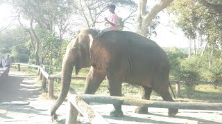 preview picture of video 'Nagarhole National Park adventure | Safari'