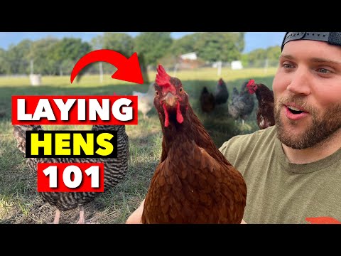 I’VE BEEN RAISING LAYING HENS FOR 6 YEARS. HERE’S WHAT YOU NEED TO KNOW