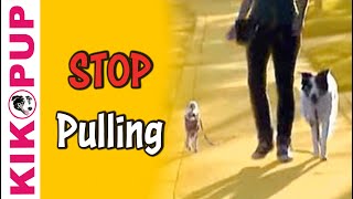 How to train your dog not to pull- Loose Leash Walking