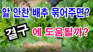 알 안찬 배추 묶어두면 결구에 도움될까요?( 배추재배, 배추 결구, 배추 잘 자라게 하는 방법, 배추 알 차…